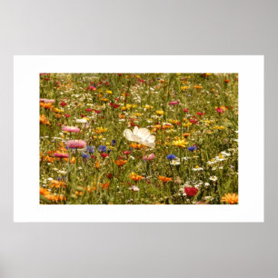 Blume - Wiese Poster