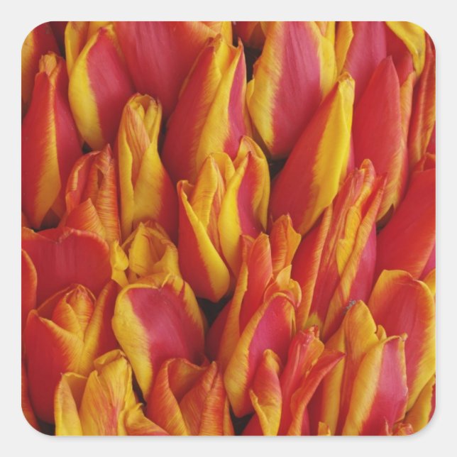 Blume zum Float anlässlich des Queen's Day Quadratischer Aufkleber (Vorderseite)