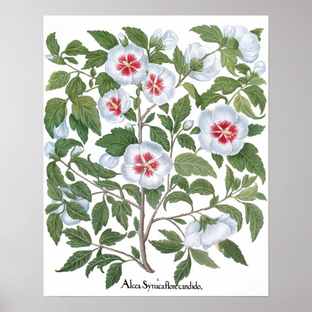 Blume zum Vintagen Hibiskus von Basilius Besler Poster (Vorne)