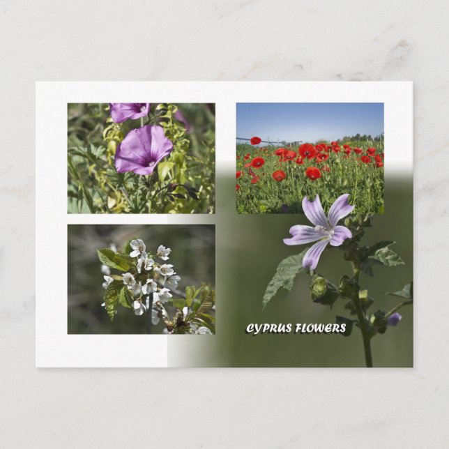Blume Zypern auf Postkarte (Vorderseite)