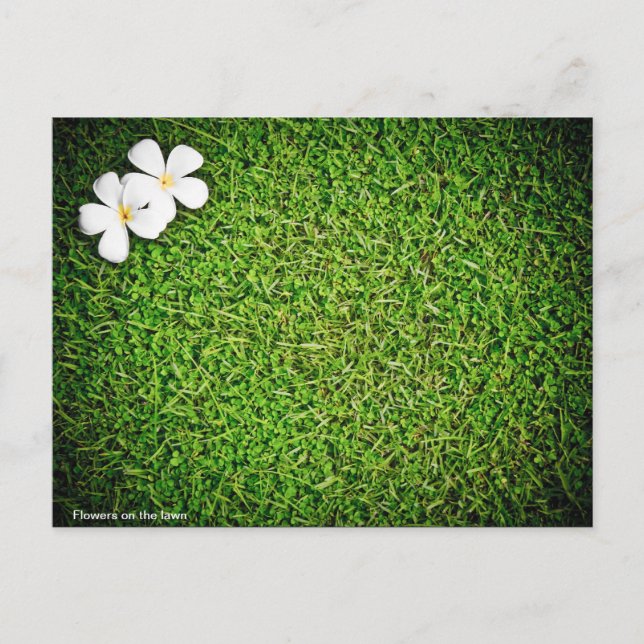 Blumen auf dem Rasen Postkarte (Vorderseite)