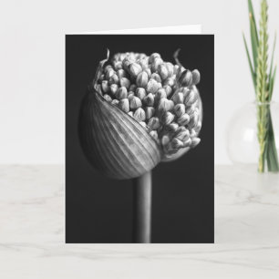 Blumen B&W Allium Blume Bud Karte