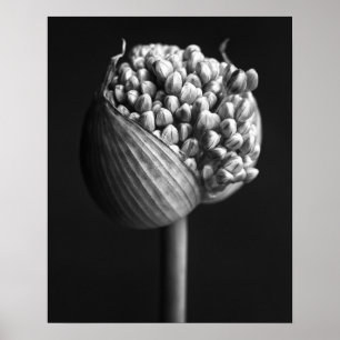 Blumen B&W Allium Blume Bud Poster