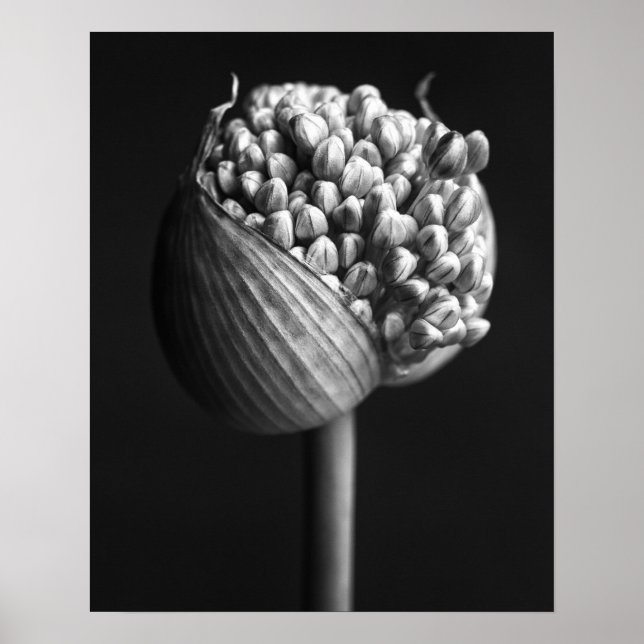 Blumen | B&W Allium Blume Bud Poster (Vorne)