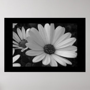 Blumen B&W Poster