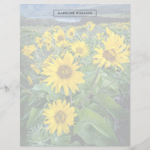 Blumen Balsomroot Columbia River, Oregon
