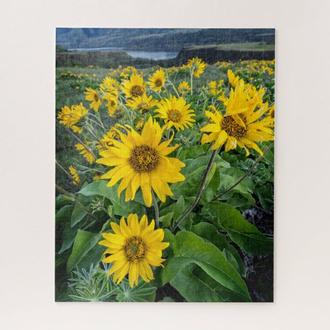 Blumen | Balsomroot Columbia River, Oregon (Vertikal)
