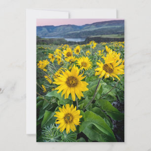 Blumen Balsomroot Columbia River, Oregon Dankeskarte