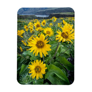 Blumen Balsomroot Columbia River, Oregon Magnet