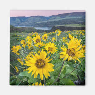 Blumen Balsomroot Columbia River, Oregon Magnet