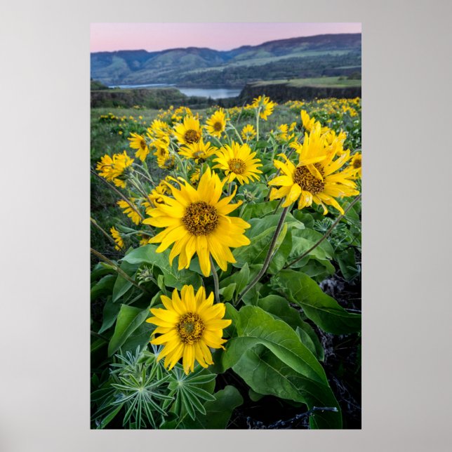 Blumen | Balsomroot Columbia River, Oregon Poster (Vorne)