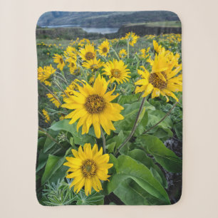 Blumen Balsomroot Columbia River, Oregon Sherpadecke