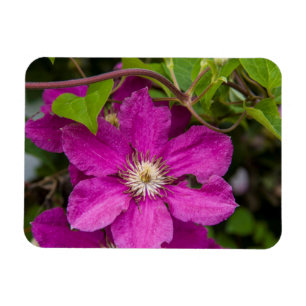 Blumen bei Robinette's Apfelhaus und Geschenkesche Magnet
