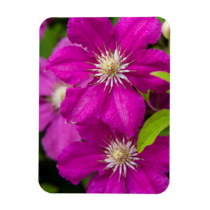 Blumen bei Robinette's Apple Haus and Gift Barn 2 Magnet