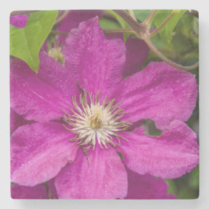 Blumen bei Robinette's Apple Haus & Geschenke Sche Steinuntersetzer
