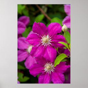 Blumen bei Robinette's Apple Haus und Geschenkstal Poster