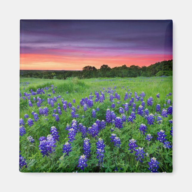Blumen | Bluebonnets bei Sunset Texas Magnet (Vorne)
