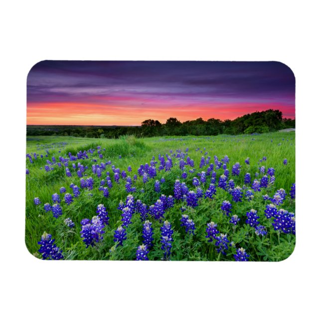 Blumen | Bluebonnets bei Sunset Texas Magnet (Horizontal)