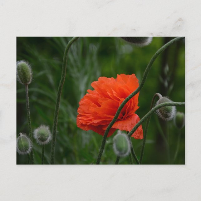 Blumen blühen postkarte (Vorderseite)