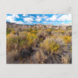 Blumen Blühende Sagebrush Kalifornien Postkarte