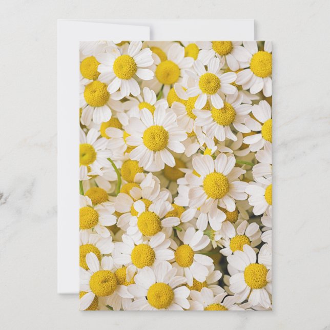 Blumen | Bündel von Chamomiles Dankeskarte (Vorderseite)