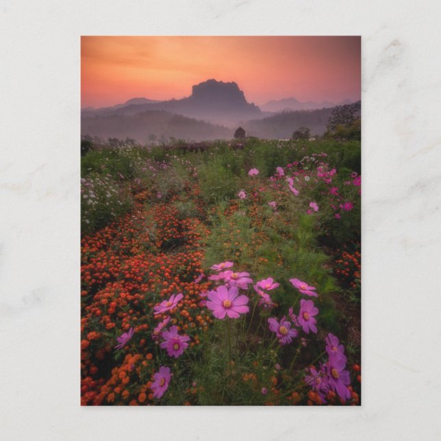 Blumen | Chiang Dao, Chiang Mai, Thailand Postkarte (Vorderseite)