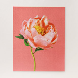 Blumen Coral Peony Blossom