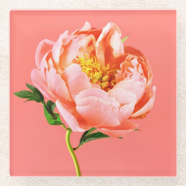 Blumen | Coral Peony Blossom Glasuntersetzer (Vorderseite)