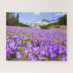 Blumen Crocus Pirin Mountain Park Bulgarien