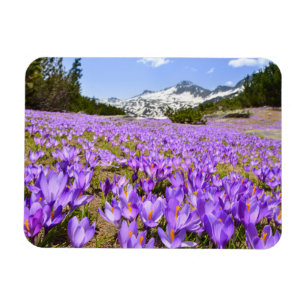 Blumen Crocus Pirin Mountain Park Bulgarien Magnet