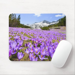 Blumen Crocus Pirin Mountain Park Bulgarien Mousepad
