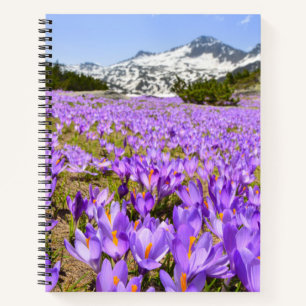 Blumen   Crocus Pirin Mountain Park Bulgarien Notizbuch