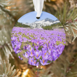 Blumen   Crocus Pirin Mountain Park Bulgarien Ornament