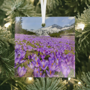 Blumen Crocus Pirin Mountain Park Bulgarien Ornament Aus Glas