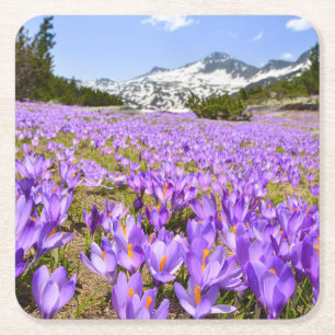 Blumen   Crocus Pirin Mountain Park Bulgarien Rechteckiger Pappuntersetzer