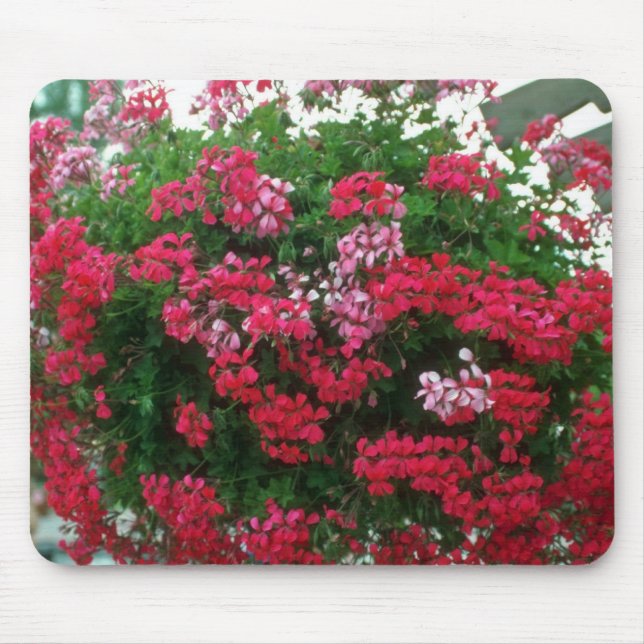 Blumen der Efeu-Pelargonie (Pelargonie Peltatum) Mousepad (Vorne)
