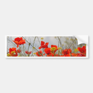Blumen der gemeinen Mohnblume auf einem Gebiet Autoaufkleber