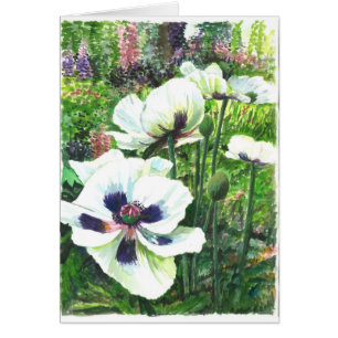 Blumen der weißen Mohnblume auf dem Gebiet