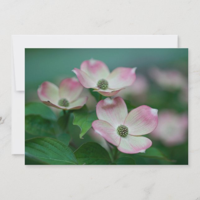 Blumen | Dogwood-Blüten Dankeskarte (Vorderseite)