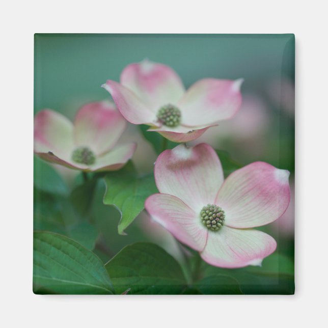 Blumen | Dogwood-Blüten Magnet (Vorne)