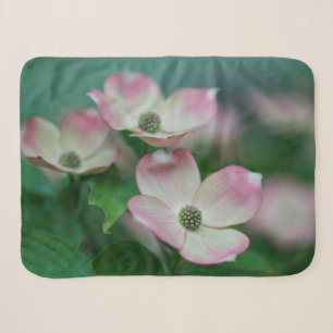 Blumen   Dogwood-Blüten Sherpadecke