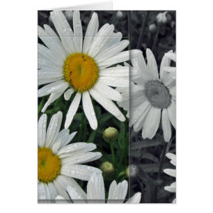 Blumen durch den See - Gänseblümchen