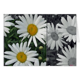 Blumen durch den See - Gänseblümchen