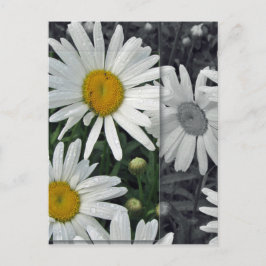 Blumen durch den See - Gänseblümchen Postkarte