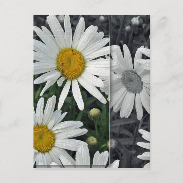Blumen durch den See - Gänseblümchen Postkarte (Vorderseite)