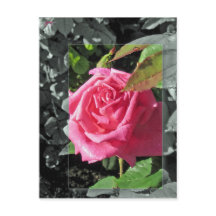 Blumen durch den See - Rosa