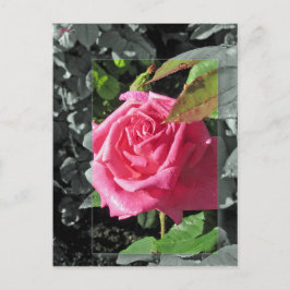 Blumen durch den See - Rosa Postkarte