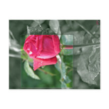 Blumen durch den See - Rosen-Knospe