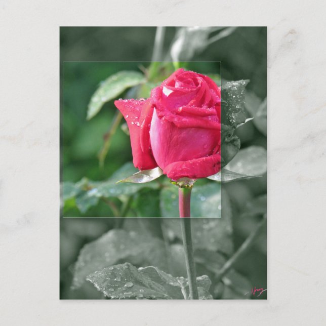 Blumen durch den See - Rosen-Knospe Postkarte (Vorderseite)