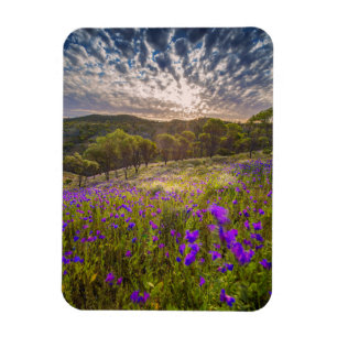 Blumen Flinders Ranges Australien Magnet